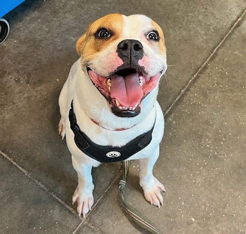 Photo of Billy, adoptable American Bulldog in Tavares, Florida