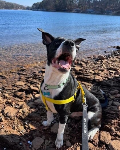 Photo of Dooley, adoptable dog in Chamblee, Georgia