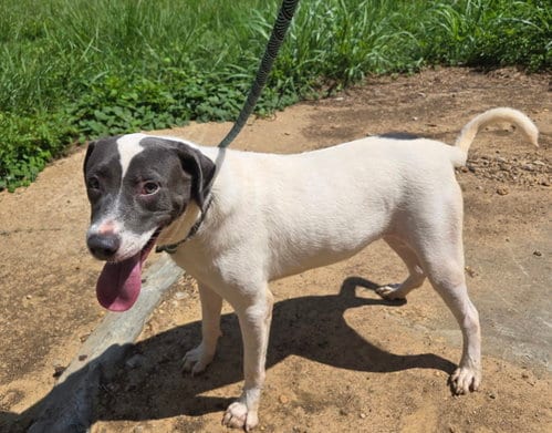 Photo of Ringo, adoptable Labrador Retriever in Jackson, Mississippi