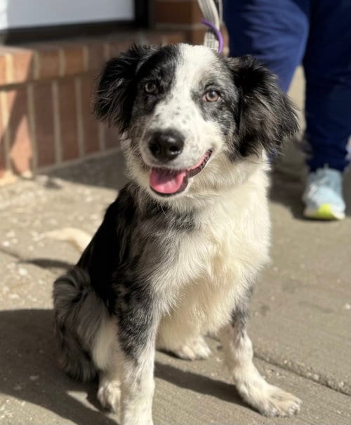 Photo of Oogie Boogie, adoptable Australian Shepherd in Hillside, Illinois