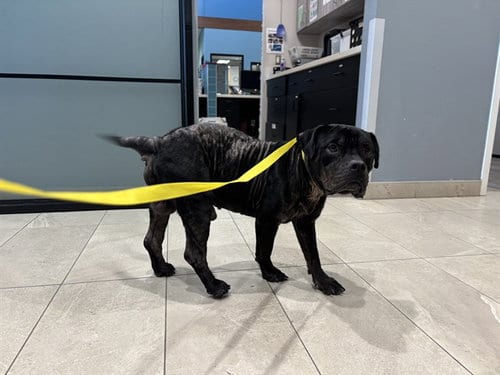 Photo of Todo, adoptable Pit Bull Terrier in Garland, Texas