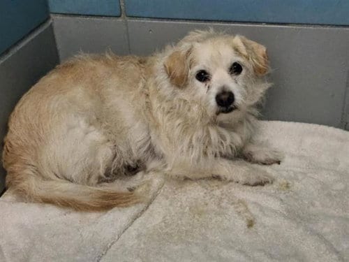 Photo of Griffin, adoptable Cairn Terrier in Houston, Texas