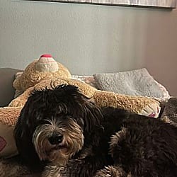 Photo of Sprocket, adoptable Poodle (Standard) Labrador Retriever in Boulder, Colorado