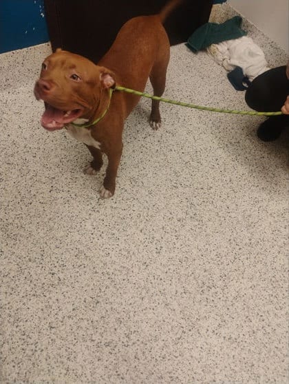 Photo of Tifa, adoptable dog in Atlanta, Georgia