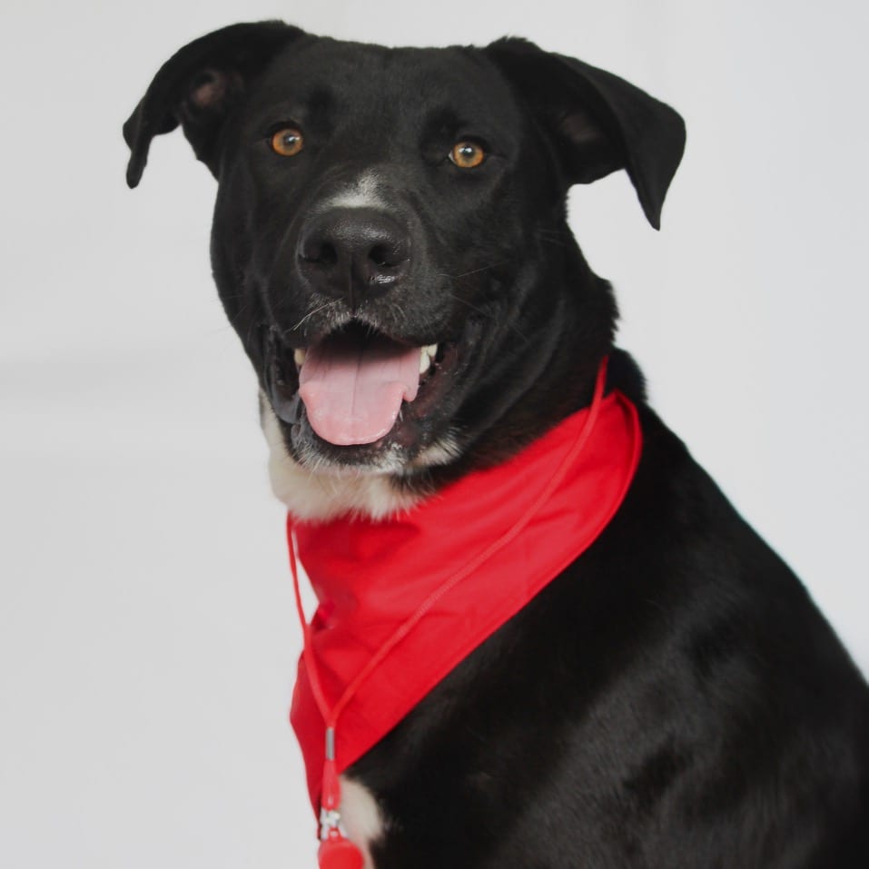 Photo of Danville, adoptable Mixed Breed (Large) in San Francisco, California