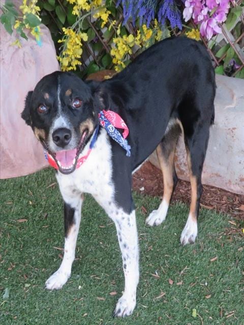 Photo of Callie, adoptable Australian Shepherd in Oklahoma City, Oklahoma