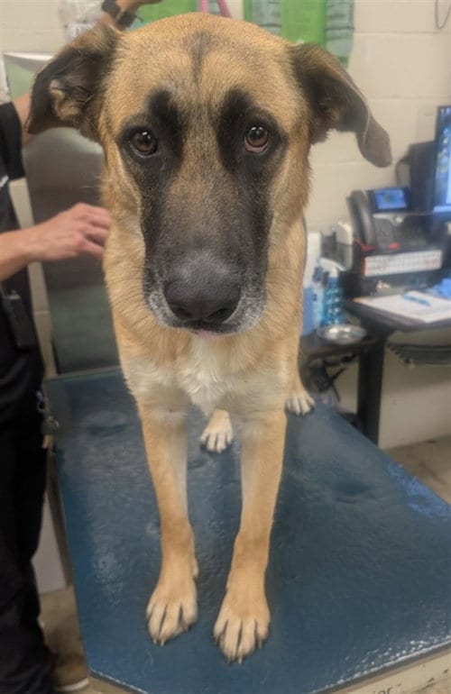 Photo of Shadow, adoptable German Shepherd Dog in Mobile, Alabama