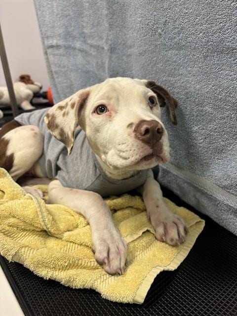 Photo of Odette, adoptable American Pit Bull Terrier in Phoenix, Arizona