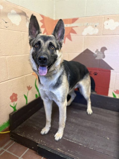 Photo of Blue, adoptable German Shepherd Dog in Castaic, California