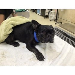 Photo of Bryan, adoptable French Bulldog in Jurupa Valley, California