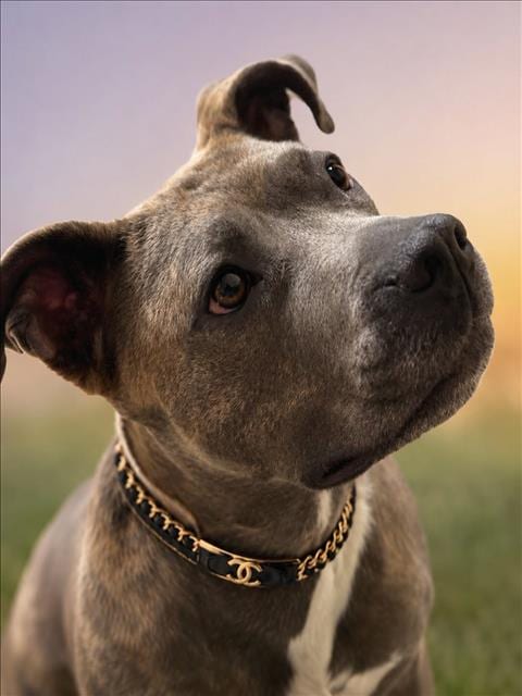 Photo of Chanel, adoptable American Pit Bull Terrier in Derwood, Maryland
