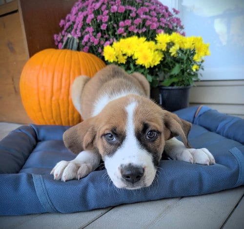 Photo of Spike (NY-Danielle), adoptable Labrador Retriever in SHERBURNE, New York