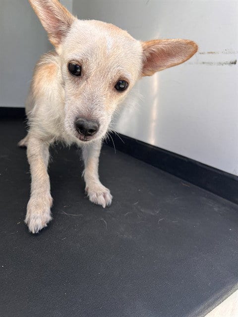 Photo of A171635, adoptable Chihuahua in Bakersfield, California