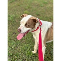 Photo of Uno, adoptable American Staffordshire Terrier Boxer in Melbourne, Arkansas