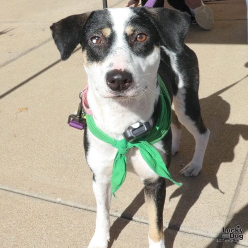 Photo of Lita, adoptable Labrador Retriever in Washington, District of Columbia