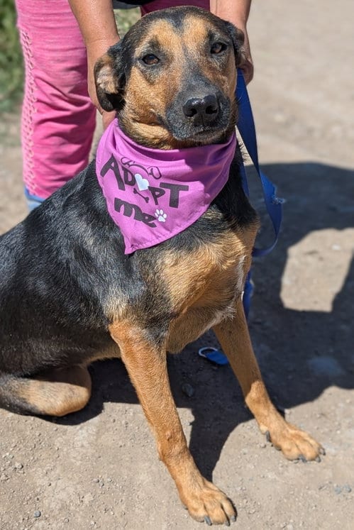 Photo of Betty, adoptable Shepherd in San Diego, California