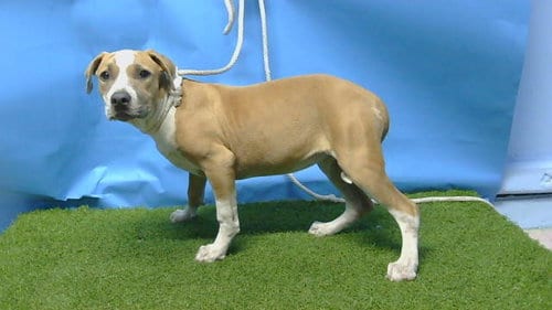 Photo of Dorthy, adoptable Pit Bull Terrier in Gardena, California