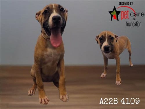 Photo of Rachel, adoptable Pit Bull Terrier in Los Angeles, California