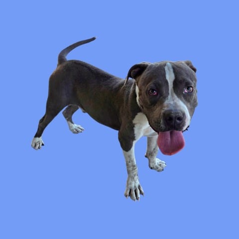 Photo of Spyro, adoptable Pit Bull Terrier in Bakersfield, California