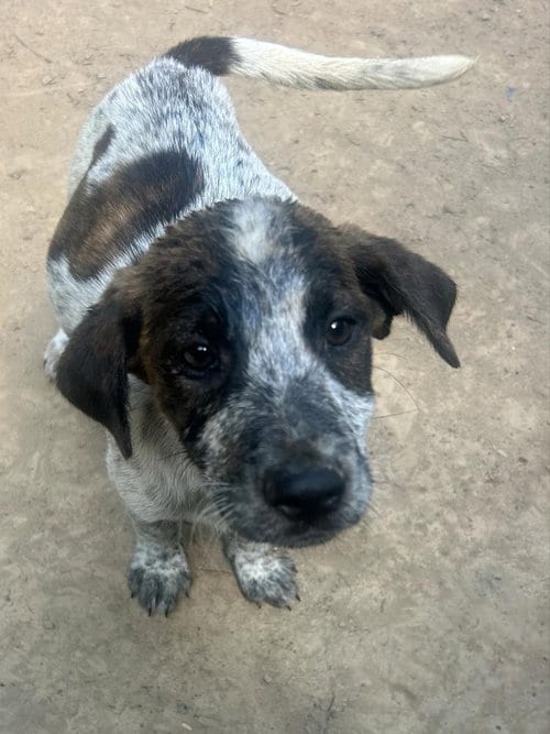 Photo of BRE Paws : Brewster, adoptable Australian Shepherd in Aurora, Indiana