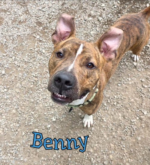 Photo of Benny, adoptable Pit Bull Terrier in Port Clinton, Ohio