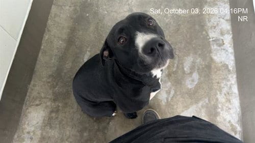 Photo of Twila, adoptable American Pit Bull Terrier in Ocala, Florida