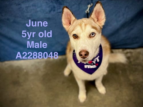 Photo of June, adoptable Siberian Husky in Chatsworth, California