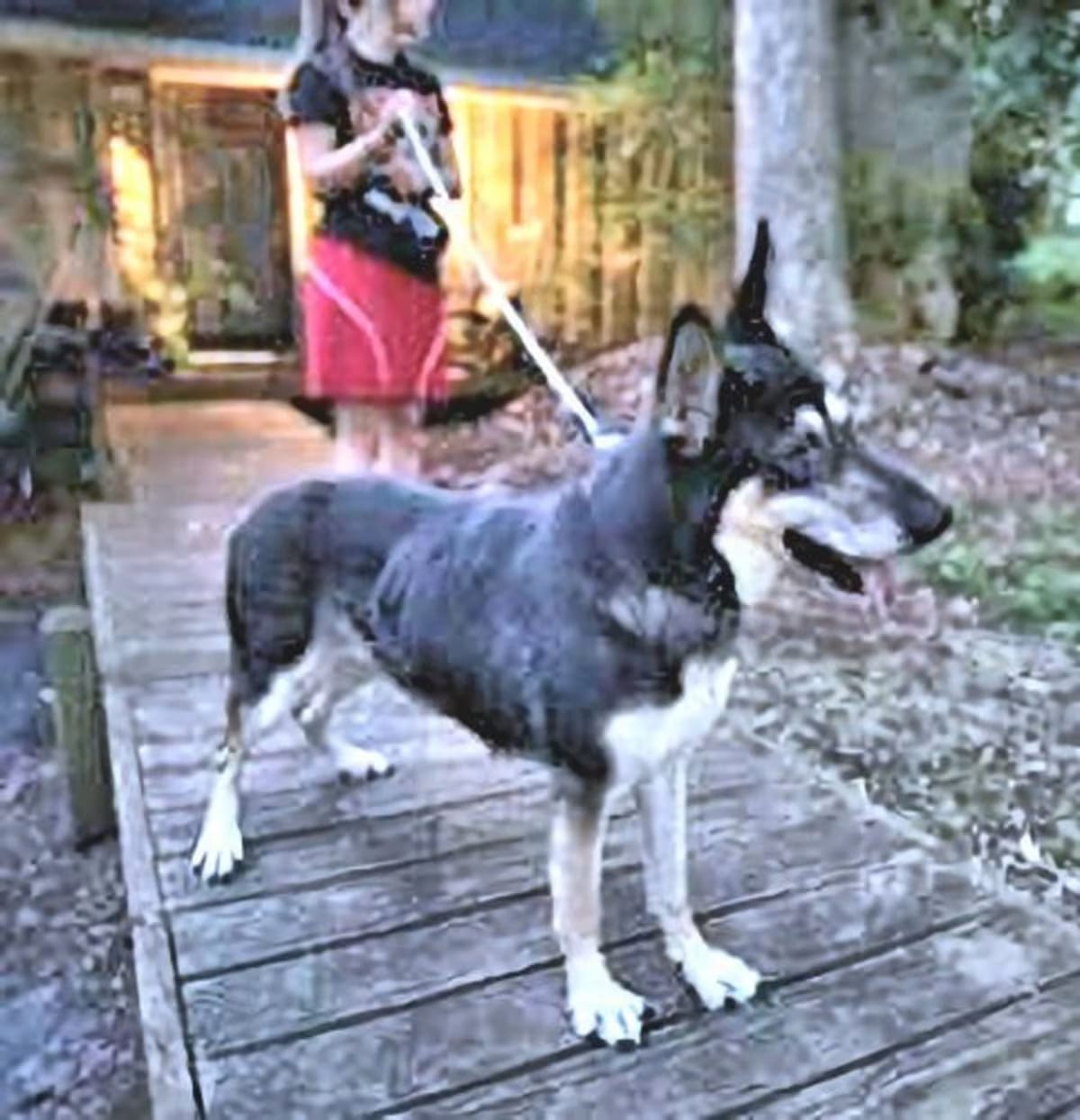 Photo of Millie, adoptable German Shepherd Dog in Manchester, New Hampshire