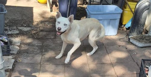 Photo of A825025, adoptable Husky in San Antonio, Texas