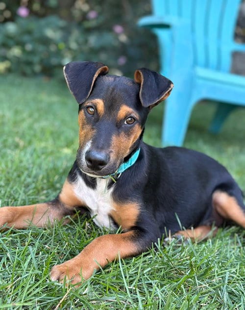 Photo of AJ, adoptable Cattle Dog in Sandy, Utah