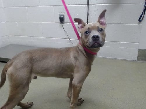 Photo of Snoops, adoptable Pit Bull Terrier in Moreno Valley, California