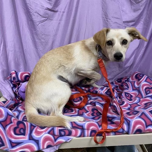 Photo of Dog, adoptable Chihuahua in Modesto, California