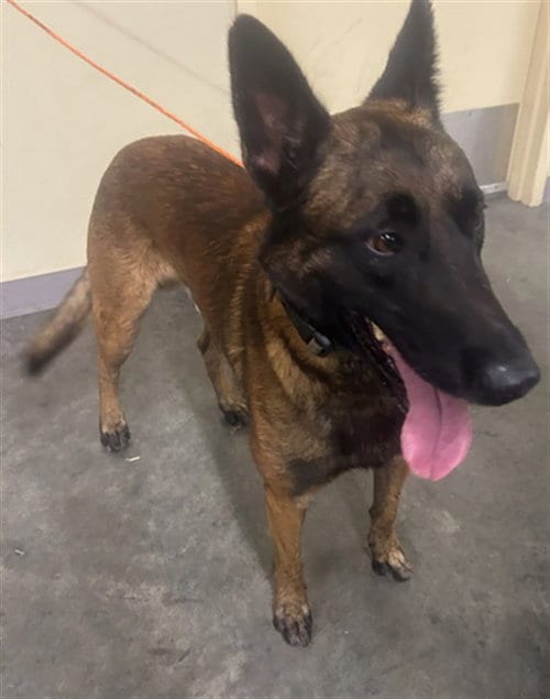 Photo of Dillinger, adoptable Belgian Shepherd Malinois in Orange, California