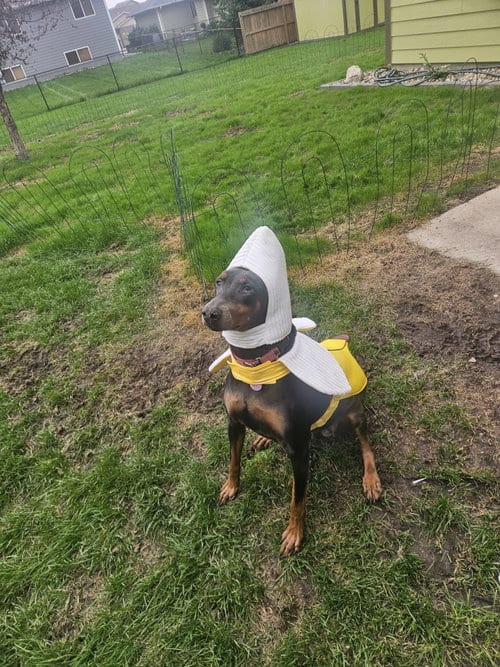 Photo of Diana, adoptable Doberman Pinscher in Buffalo, Minnesota