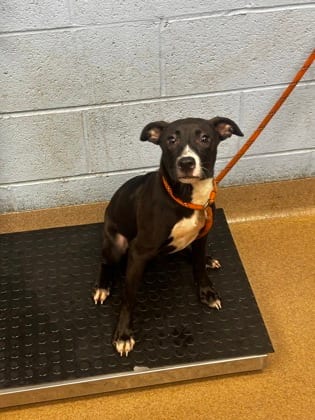 Photo of Dalaira, adoptable dog in Chamblee, Georgia