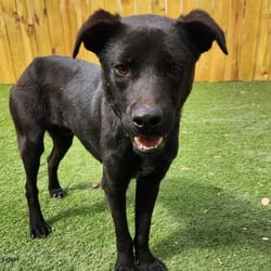 Photo of Stuart JuM, adoptable Labrador Retriever Mixed Breed (Medium) in Hartford, Connecticut