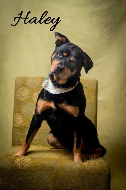 Photo of Haley, adoptable Rottweiler in North Myrtle Beach, South Carolina