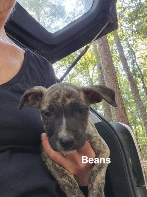 Photo of Beans (Camping Litter), adoptable American Staffordshire Terrier in Holly Springs, North Carolina