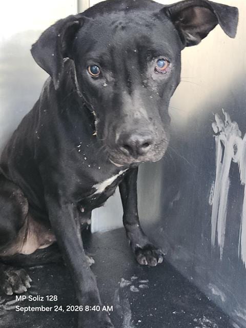 Photo of Dallas, adoptable Labrador Retriever in San Antonio, Texas