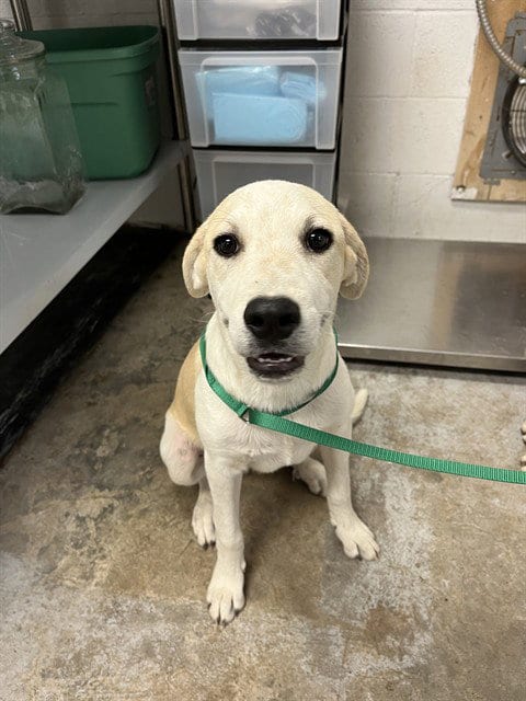 Photo of Jolly, adoptable Labrador Retriever in San Andreas, California