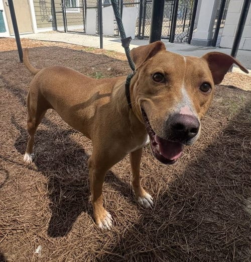 Photo of Prancer, adoptable Terrier in Hilton Head, South Carolina