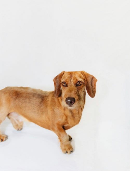 Photo of Quixote, adoptable Dachshund in York, South Carolina