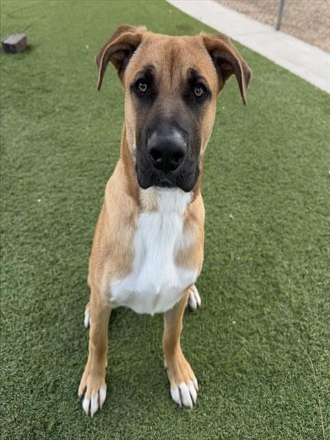 Photo of Thornton, adoptable German Shepherd Dog in Agoura, California