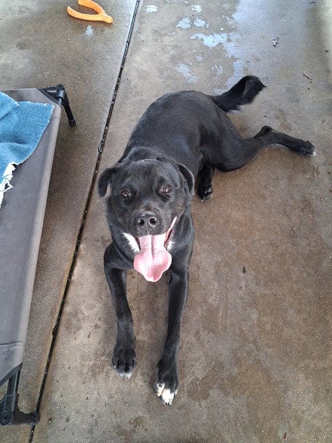 Photo of Dracula, adoptable Labrador Retriever in Chula Vista, California