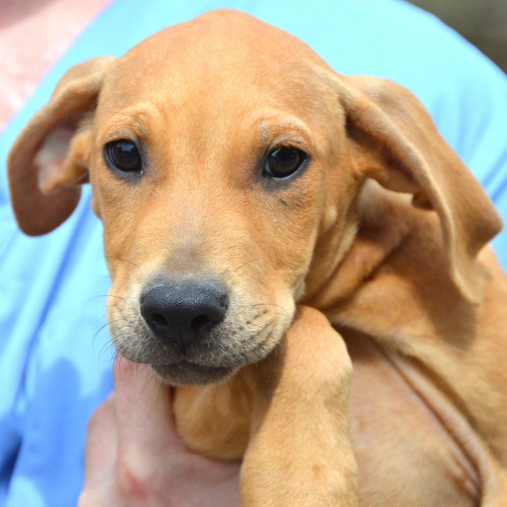 Photo of Captain, adoptable Hound / Mix in Middletown, New York
