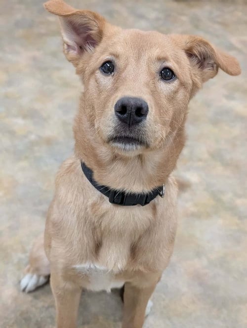 Photo of Cleo, adoptable Labrador Retriever in Anchorage, Alaska