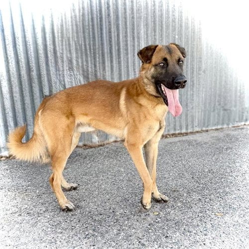 Photo of Sammy, adoptable Belgian Shepherd Malinois in Albuquerque, New Mexico