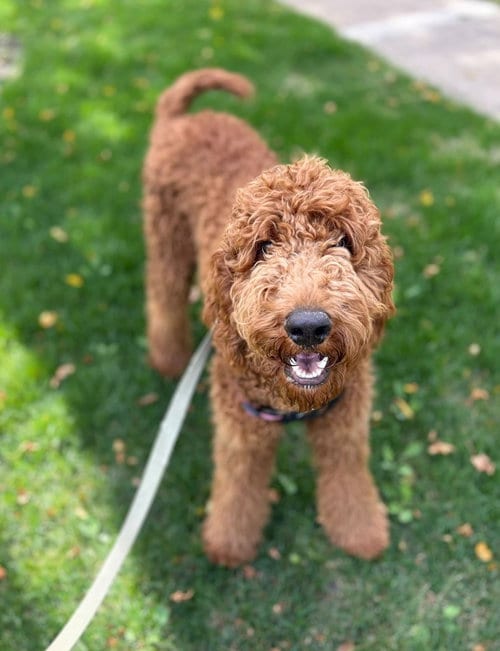 Photo of Osa, adoptable Irish Setter in Salt Lake City, Utah