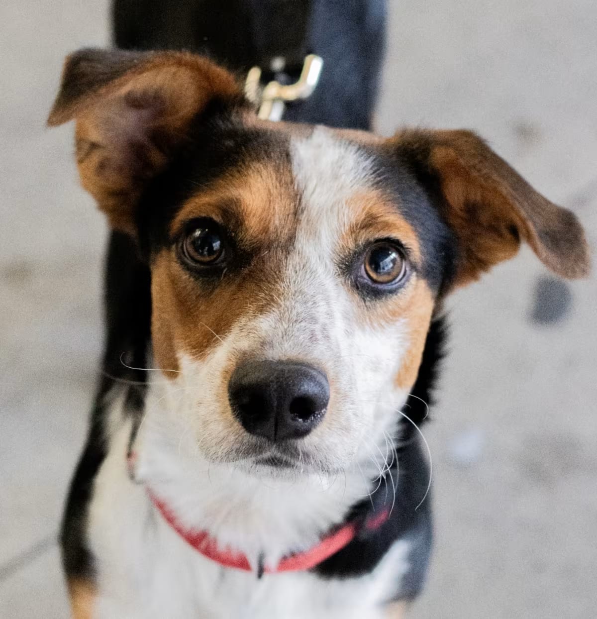 Photo of Bruce, adoptable Beagle/Mixed Breed (Medium) in New York, New York