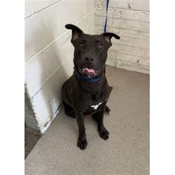 Photo of Greg, adoptable Labrador Retriever in San Bernardino, California
